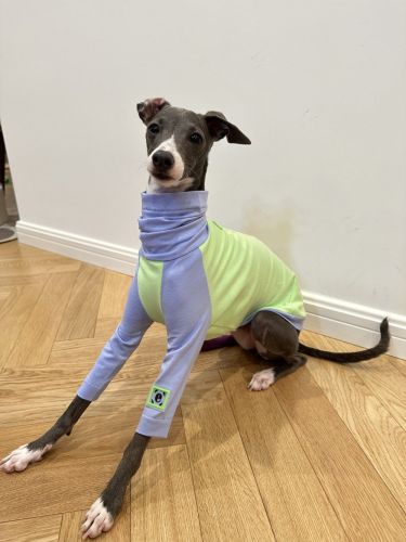 Color Matching Cotton T-shirt Vest Linton Terrier Clothes